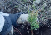 Avanza la restauración del bosque nativo en Cholila con la plantación de 900 cipreses