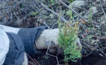 Avanza la restauración del bosque nativo en Cholila con la plantación de 900 cipreses