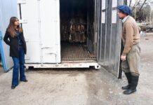 La zafra de liebre mantiene su ritmo y abre las puertas a nuevos proveedores