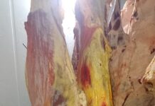 Decomisaron carne sin controles sanitarios en Esquel