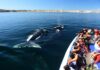 Chubut avanza en la regularización del avistaje de ballenas