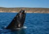 Chubut transmitirá en vivo la llegada de las ballenas a las costas de la provincia