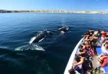 Chubut avanza en la regularización del avistaje de ballenas