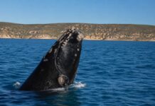 Chubut transmitirá en vivo la llegada de las ballenas a las costas de la provincia