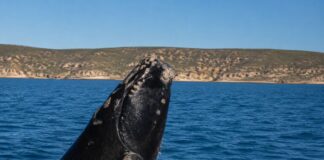 Chubut transmitirá en vivo la llegada de las ballenas a las costas de la provincia