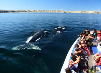 Chubut avanza en la regularización del avistaje de ballenas