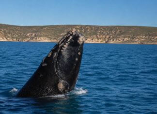 Chubut transmitirá en vivo la llegada de las ballenas a las costas de la provincia