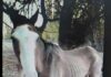 La Fiscalía solicitó que un caballo rescatado sea declarado “sujeto de derecho”