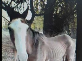 La Fiscalía solicitó que un caballo rescatado sea declarado “sujeto de derecho”
