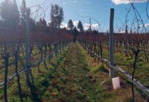 El CIEFAP trabaja junto a vitivinicultores para mejorar la producción