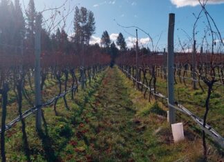 El CIEFAP trabaja junto a vitivinicultores para mejorar la producción