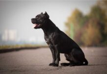 Un perro mordió a una transeúnte y su dueño debió pagar 5 millones de pesos