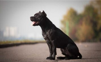 Un perro mordió a una transeúnte y su dueño debió pagar 5 millones de pesos