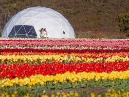 Trevelin ya piensa en la temporada de tulipanes