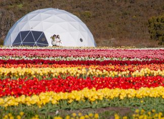 Trevelin ya piensa en la temporada de tulipanes