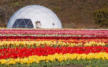 Trevelin ya piensa en la temporada de tulipanes