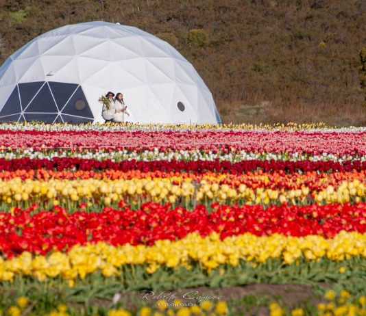 Trevelin ya piensa en la temporada de tulipanes