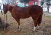 Caballos sueltos: Fauna Urbana advirtió que los propietarios deberán pagar multas y gastos