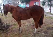 Caballos sueltos: Fauna Urbana advirtió que los propietarios deberán pagar multas y gastos