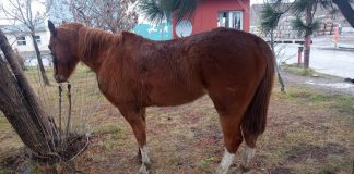 Caballos sueltos: Fauna Urbana advirtió que los propietarios deberán pagar multas y gastos