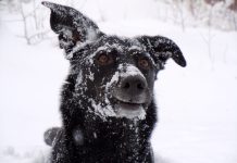 Con el frío extremo, piden resguardar a las mascotas y evitar su exposición a la intemperie