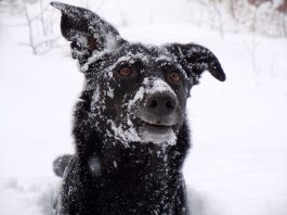 Con el frío extremo, piden resguardar a las mascotas y evitar su exposición a la intemperie