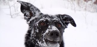 Con el frío extremo, piden resguardar a las mascotas y evitar su exposición a la intemperie