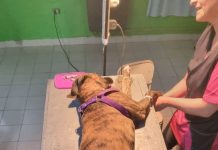 El Quirófano Móvil atiende en el barrio Badén