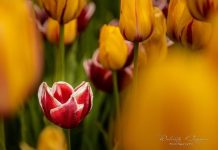 El campo de tulipanes se prepara para la primavera 2026