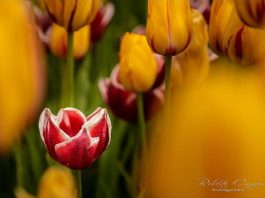 El campo de tulipanes se prepara para la primavera 2026