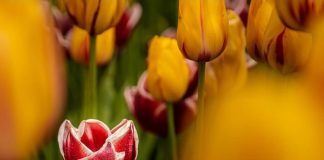 El campo de tulipanes se prepara para la primavera 2026