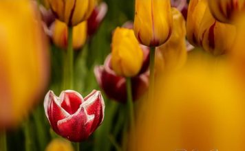 El campo de tulipanes se prepara para la primavera 2026