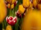 El campo de tulipanes se prepara para la primavera 2026