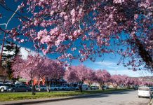 Esquel celebra una nueva edición de la Fiesta de los Ciruelos en Flor