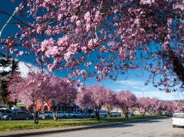Esquel celebra una nueva edición de la Fiesta de los Ciruelos en Flor