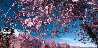 Esquel celebra una nueva edición de la Fiesta de los Ciruelos en Flor