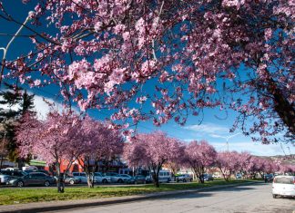 Esquel celebra una nueva edición de la Fiesta de los Ciruelos en Flor