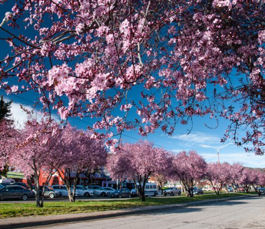 Esquel celebra una nueva edición de la Fiesta de los Ciruelos en Flor