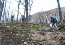 Restauran áreas de bosque en la Comarca Andina