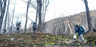 Restauran áreas de bosque en la Comarca Andina