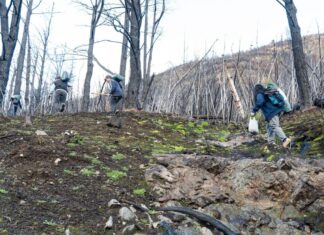 Restauran áreas de bosque en la Comarca Andina