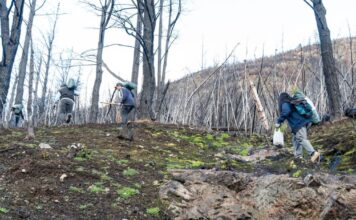 Restauran áreas de bosque en la Comarca Andina