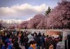 Reprogramaron la Fiesta de los Ciruelos en Flor para el sábado 26 de septiembre