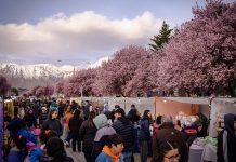 Reprogramaron la Fiesta de los Ciruelos en Flor para el sábado 26 de septiembre