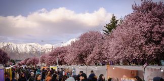 Reprogramaron la Fiesta de los Ciruelos en Flor para el sábado 26 de septiembre