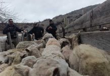 Fiscalía investiga una presunta red de faena clandestina en Tecka