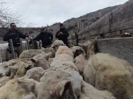 Fiscalía investiga una presunta red de faena clandestina en Tecka