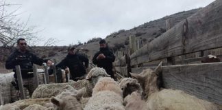 Fiscalía investiga una presunta red de faena clandestina en Tecka