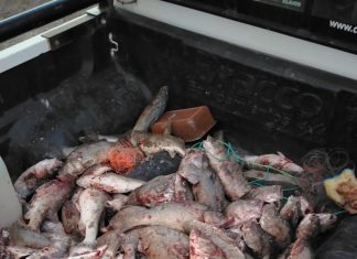 Pesca Continental realizó controles y secuestró truchas