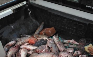 Pesca Continental realizó controles y secuestró truchas
